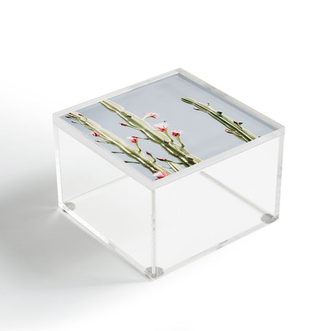 Ingrid Beddoes Cereus Cactus Blush Desert Cactus Acrylic Box