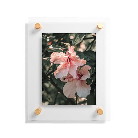 Ingrid Beddoes Hibiscus Flowers Floating Acrylic Print