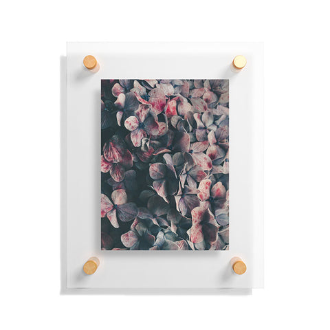Ingrid Beddoes Hydrangea Moody Blues Floating Acrylic Print