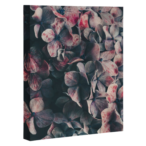 Ingrid Beddoes Hydrangea Moody Blues Art Canvas