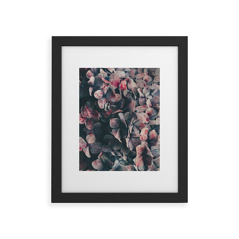 Ingrid Beddoes Hydrangea Moody Blues Framed Art Print