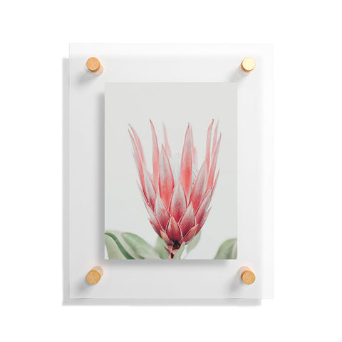 Ingrid Beddoes King Protea flower Floating Acrylic Print