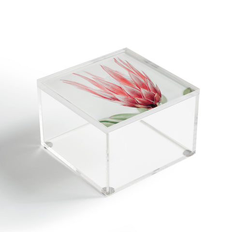 Ingrid Beddoes King Protea flower Acrylic Box
