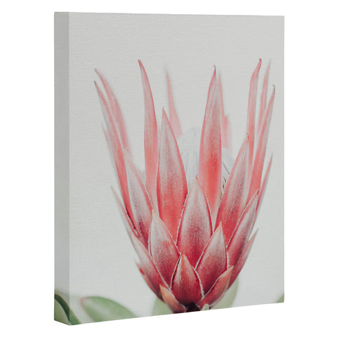 Ingrid Beddoes King Protea flower Art Canvas
