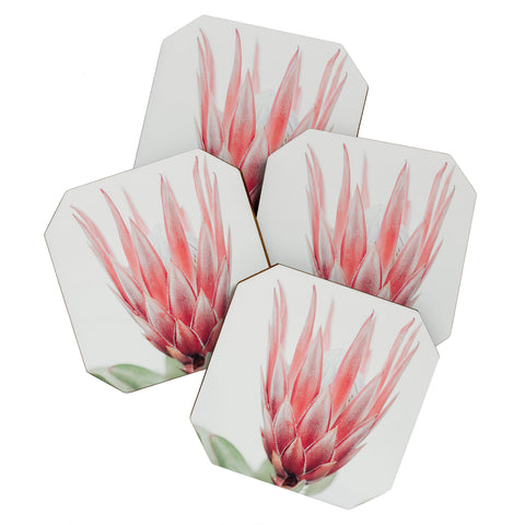 Ingrid Beddoes King Protea flower Coaster Set