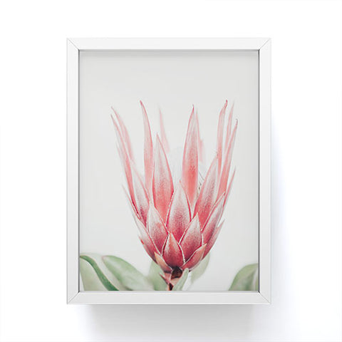 Ingrid Beddoes King Protea flower Framed Mini Art Print
