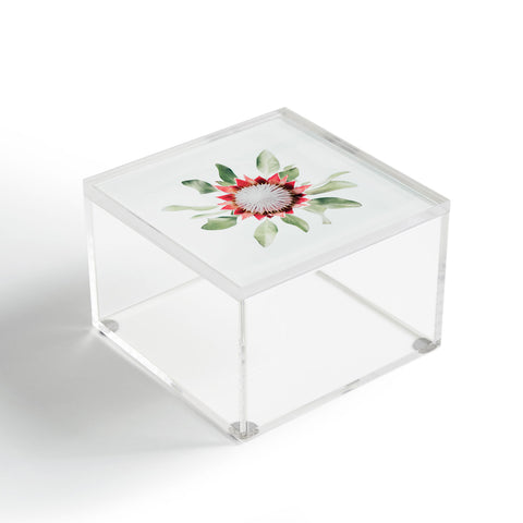 Ingrid Beddoes King Protea flower II Acrylic Box