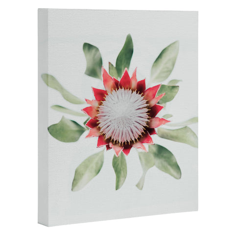 Ingrid Beddoes King Protea flower II Art Canvas