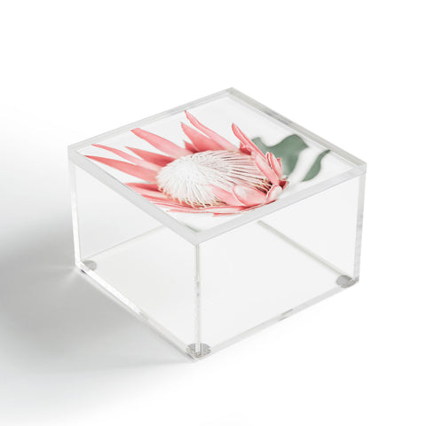 Ingrid Beddoes King Protea flower III Acrylic Box