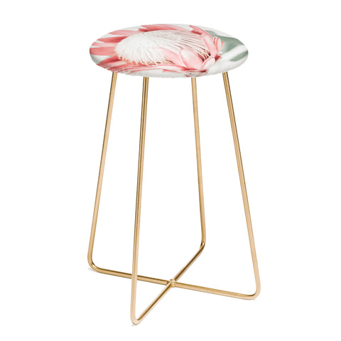 Ingrid Beddoes King Protea flower III Counter Stool