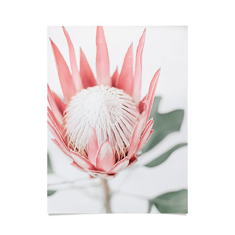 Ingrid Beddoes King Protea flower III Poster