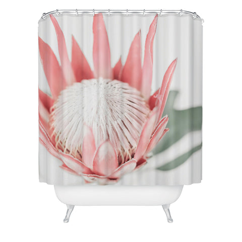 Ingrid Beddoes King Protea flower III Shower Curtain