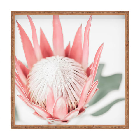 Ingrid Beddoes King Protea flower III Square Tray