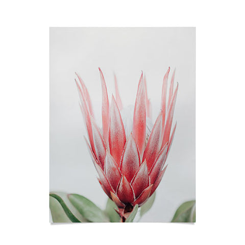 Ingrid Beddoes King Protea flower Poster