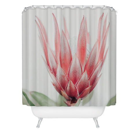 Ingrid Beddoes King Protea flower Shower Curtain