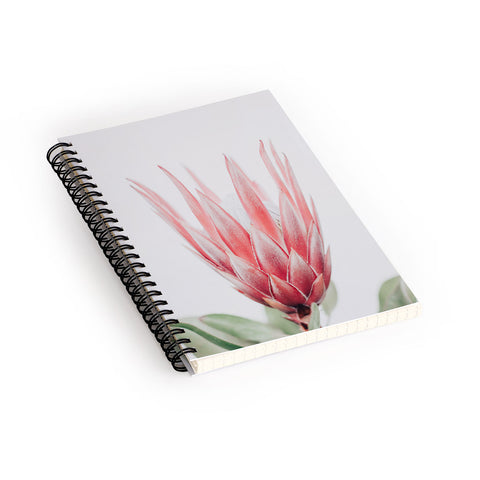 Ingrid Beddoes King Protea flower Spiral Notebook