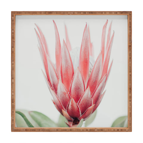 Ingrid Beddoes King Protea flower Square Tray