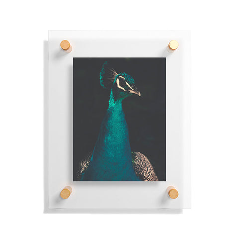 Ingrid Beddoes Peacock and Proud Floating Acrylic Print