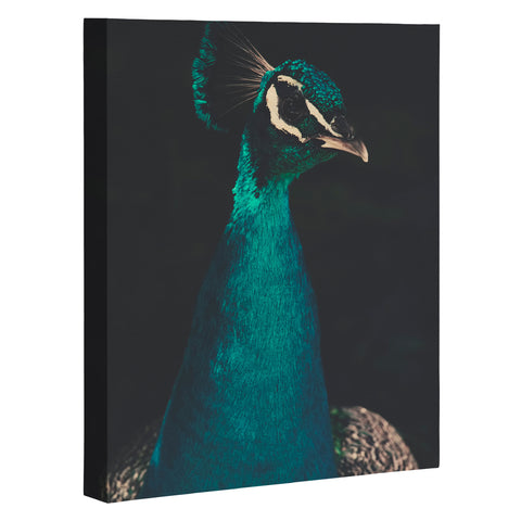 Ingrid Beddoes Peacock and Proud Art Canvas