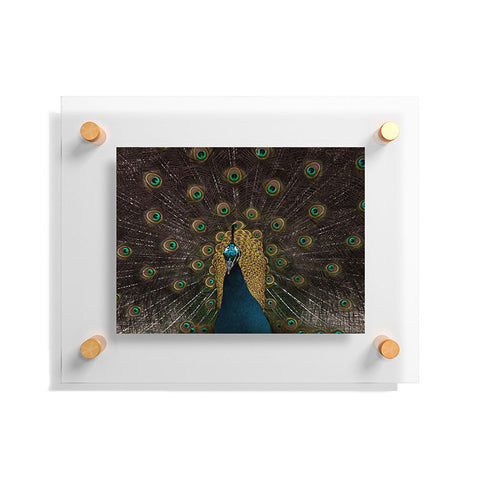 Ingrid Beddoes Peacock and proud III Floating Acrylic Print