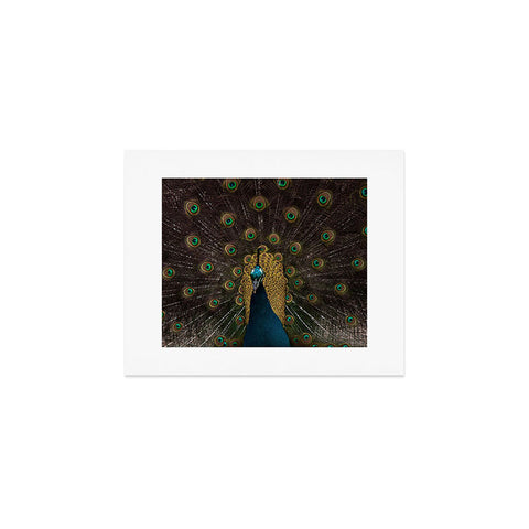 Ingrid Beddoes Peacock and proud III Art Print