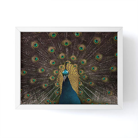 Ingrid Beddoes Peacock and proud III Framed Mini Art Print