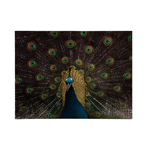 Ingrid Beddoes Peacock and proud III Poster