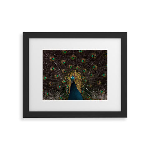 Ingrid Beddoes Peacock and proud III Framed Art Print