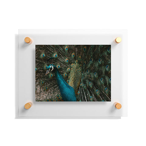 Ingrid Beddoes Peacock and proud IV Floating Acrylic Print
