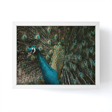 Ingrid Beddoes Peacock and proud IV Framed Mini Art Print