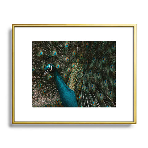 Ingrid Beddoes Peacock and proud IV Metal Framed Art Print