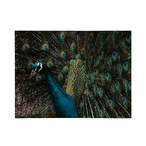 Ingrid Beddoes Peacock and proud IV Poster