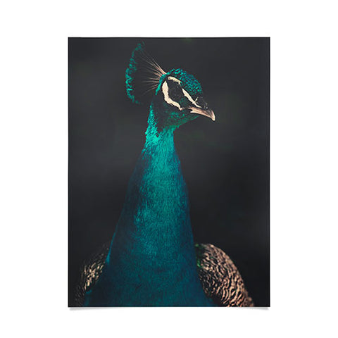 Ingrid Beddoes Peacock and Proud Poster