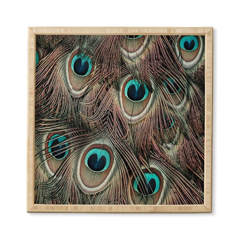 Ingrid Beddoes peacock feathers III Framed Wall Art