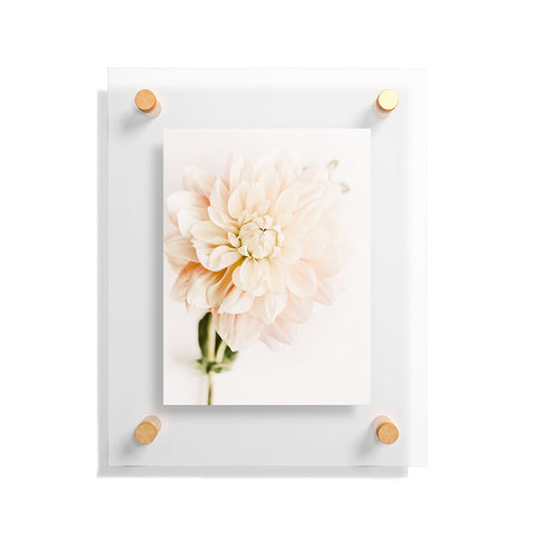 Ingrid Beddoes Vanilla Truffle Dahlia Floating Acrylic Print