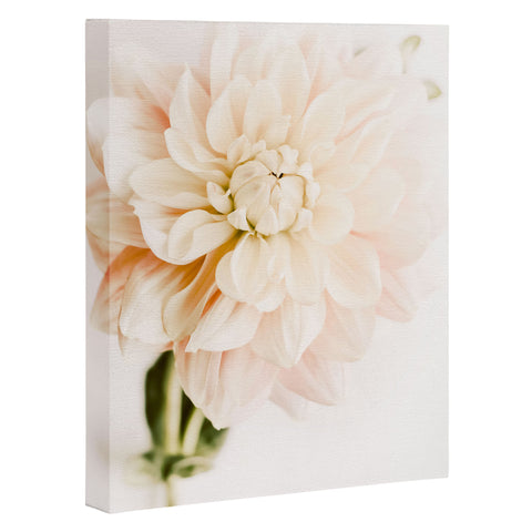 Ingrid Beddoes Vanilla Truffle Dahlia Art Canvas