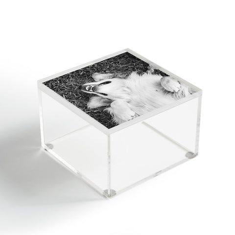 J. Freemond Visuals Goofy Enzo Acrylic Box