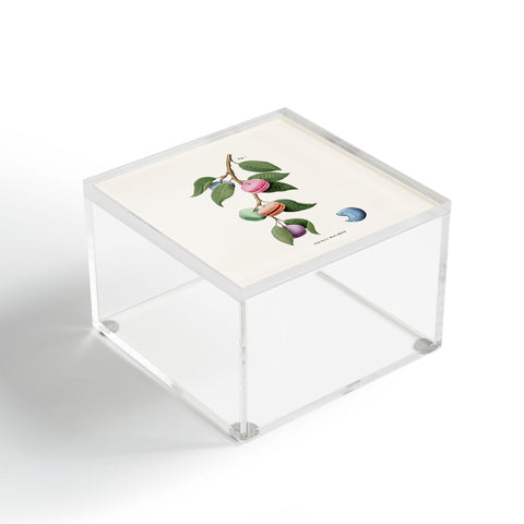 Jonas Loose Macaron Plant Acrylic Box