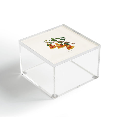 Jonas Loose Pizza Plant Acrylic Box