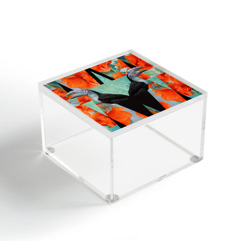 Kei Calypso Acrylic Box