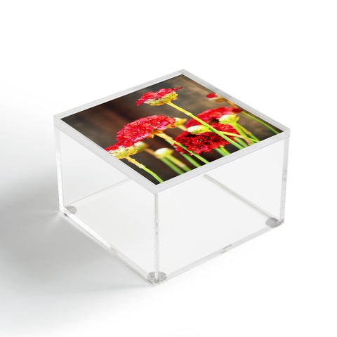 Krista Glavich Armeria Acrylic Box