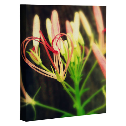 Krista Glavich Cleome Heart Art Canvas