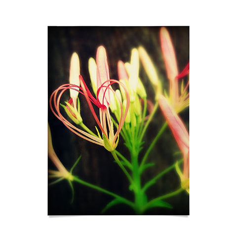 Krista Glavich Cleome Heart Poster