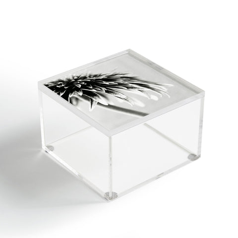 Krista Glavich Gerbera Daisy 1 Acrylic Box