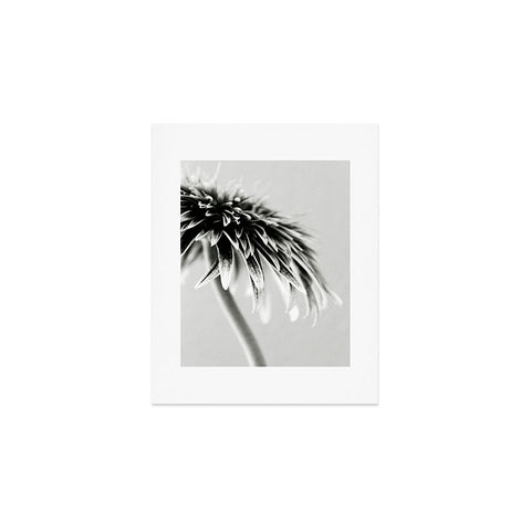 Krista Glavich Gerbera Daisy 1 Art Print