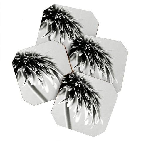 Krista Glavich Gerbera Daisy 1 Coaster Set