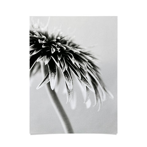 Krista Glavich Gerbera Daisy 1 Poster