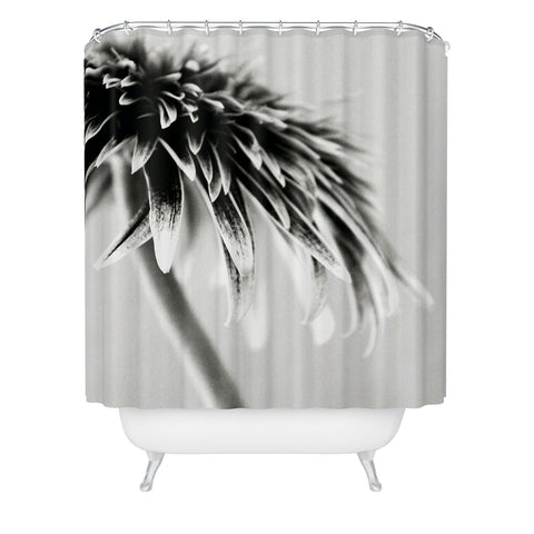 Krista Glavich Gerbera Daisy 1 Shower Curtain