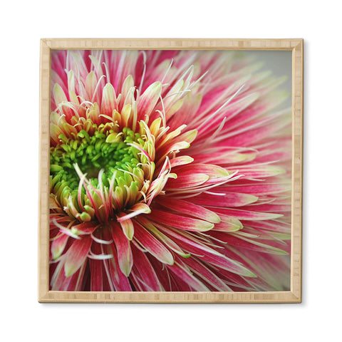 Krista Glavich Gerbera Daisy 2 Framed Wall Art