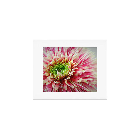 Krista Glavich Gerbera Daisy 2 Art Print